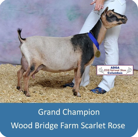 Photo of a Nigerian Dwarf goat recorded as buckskin