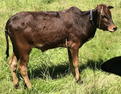 Smokey Valley’s Red Clay profile picture