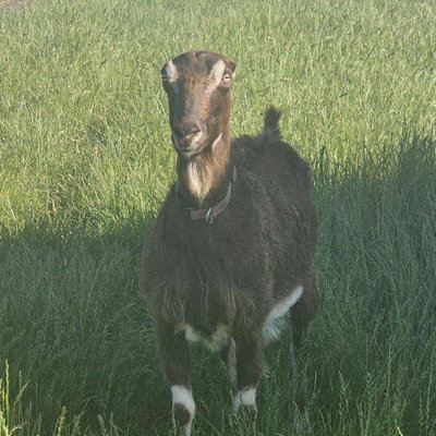 Nutmeg profile picture