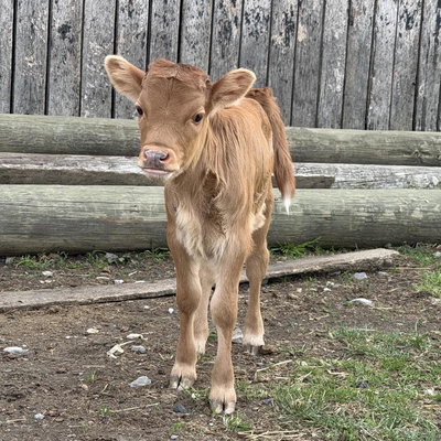 RBR Marigold profile picture