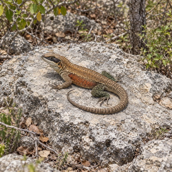 Hispaniolan masked curlytail
