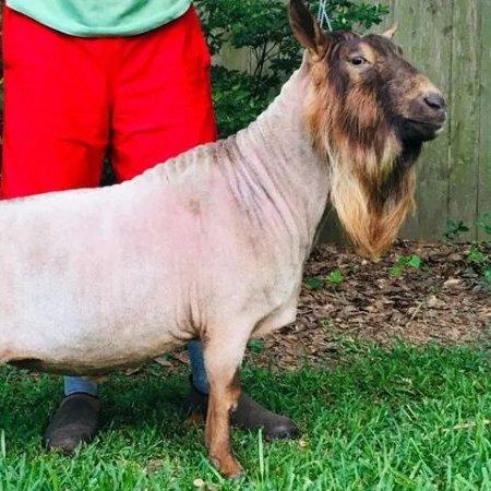 GCH Phoenix Farm de Pop Rocks +*B