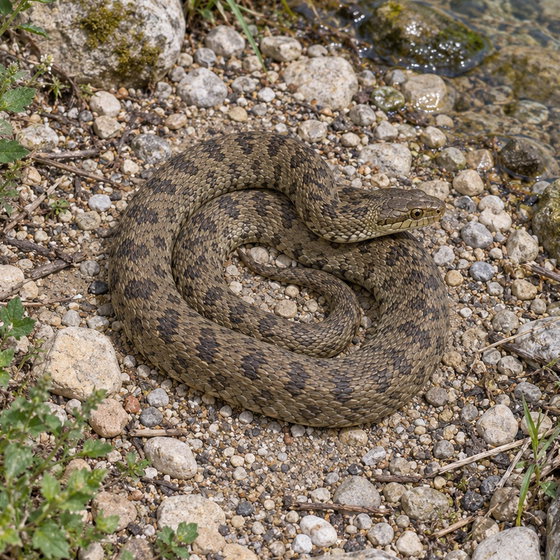 viperine water snake