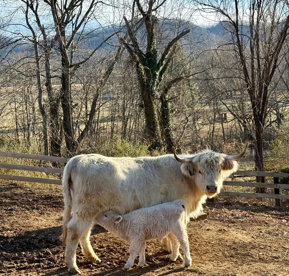 Reba, photo 7