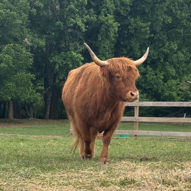 Reba