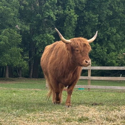 Reba profile picture