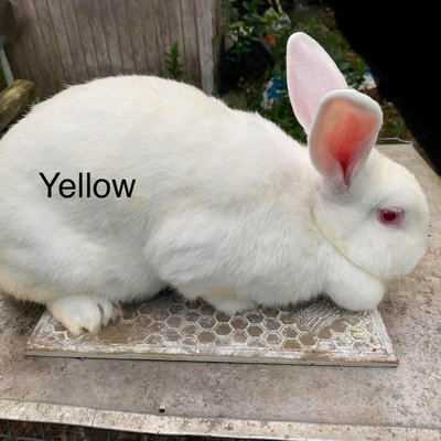 Yellow profile picture