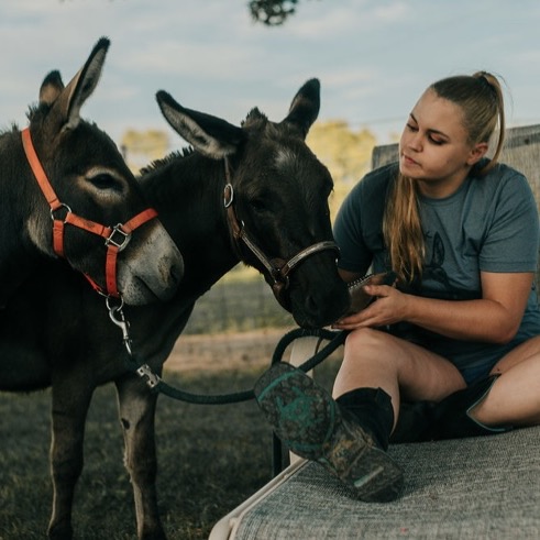 SF Miniature Donkeys profile picture