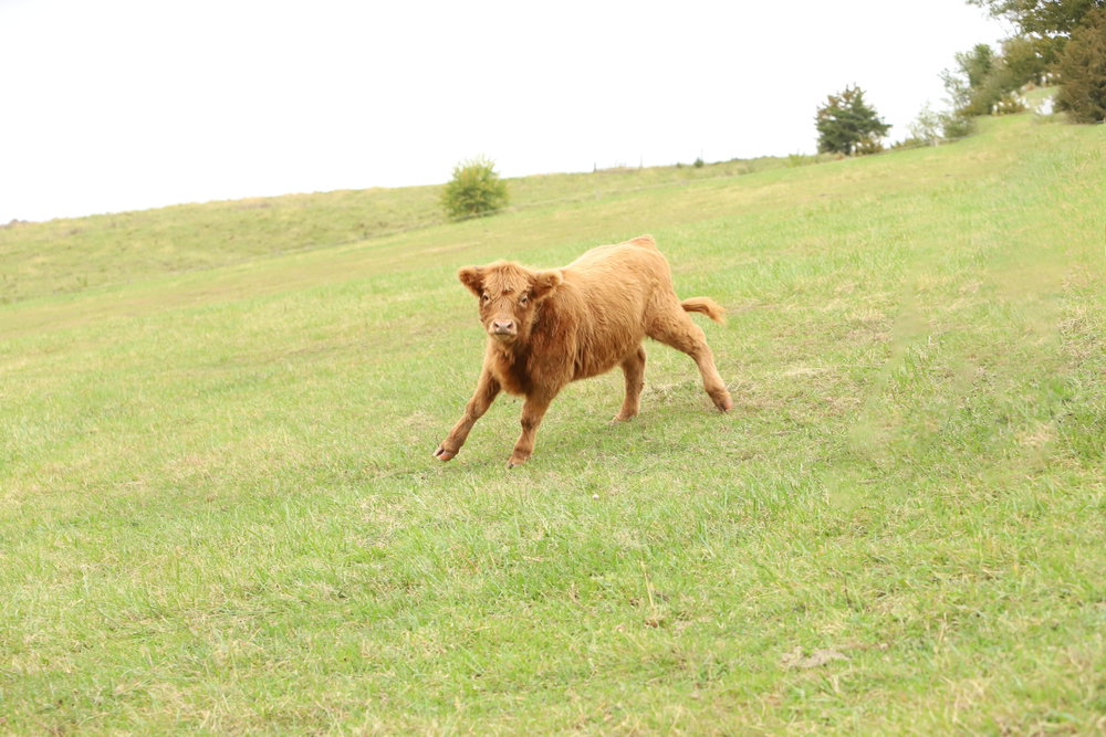Guinevere, photo 6