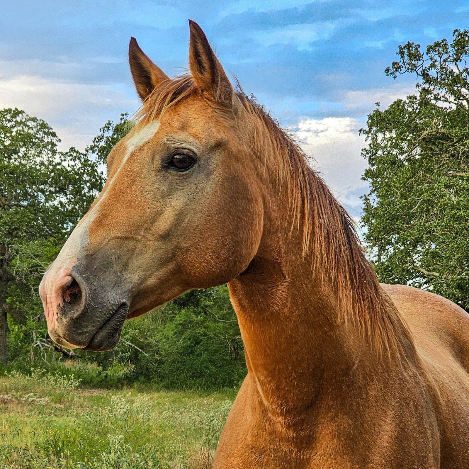 Pecos