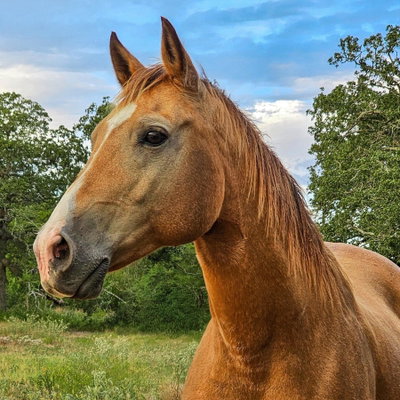 Pecos profile picture