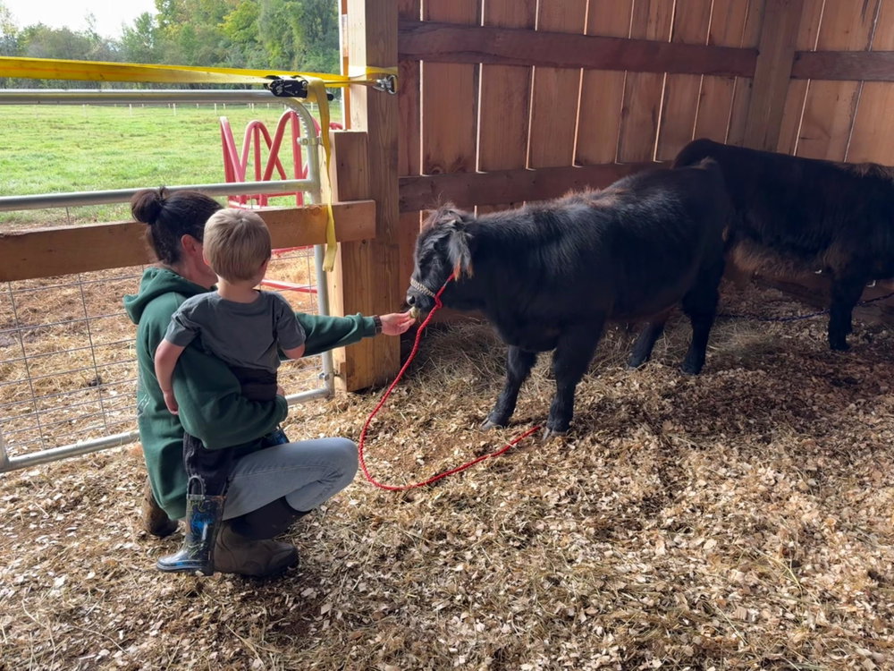 Private cow cuddle session, photo 10