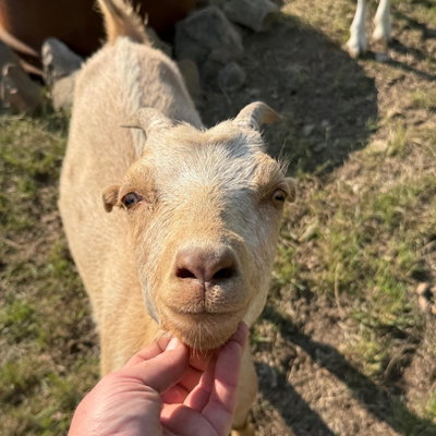 Chai profile picture