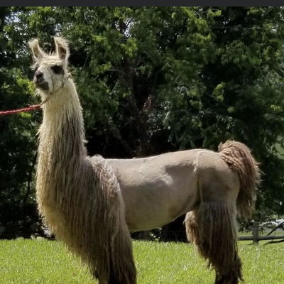 MSF Game Changer profile picture