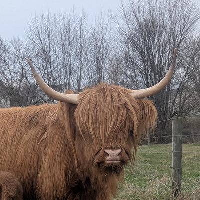 Lisa Lu profile picture