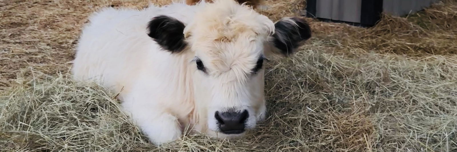 Dax profile cover image