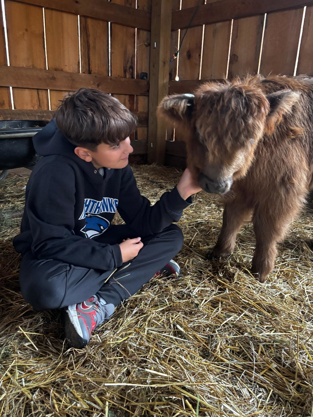 Private cow cuddle session, photo 1