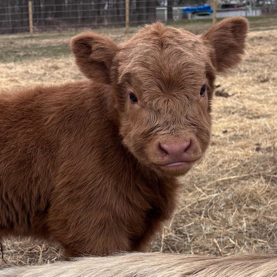 Pascha profile picture