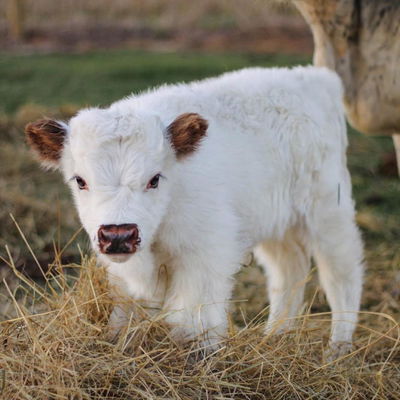 Cooper of Still View Farm profile picture