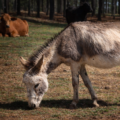 Tonto profile picture