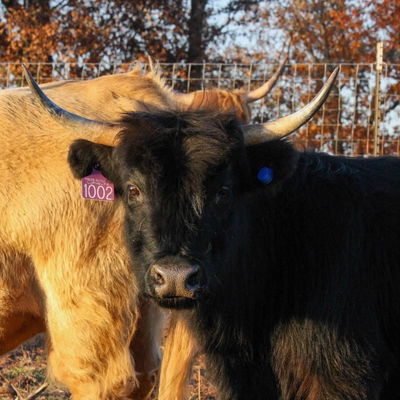 Stella profile picture