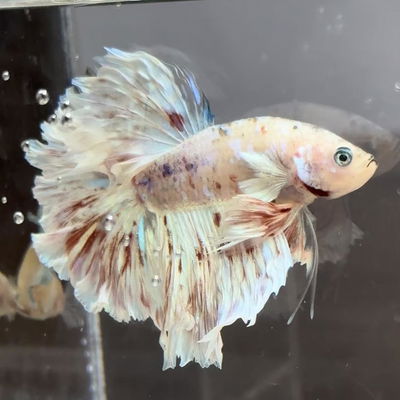 Barongsai STLT profile picture