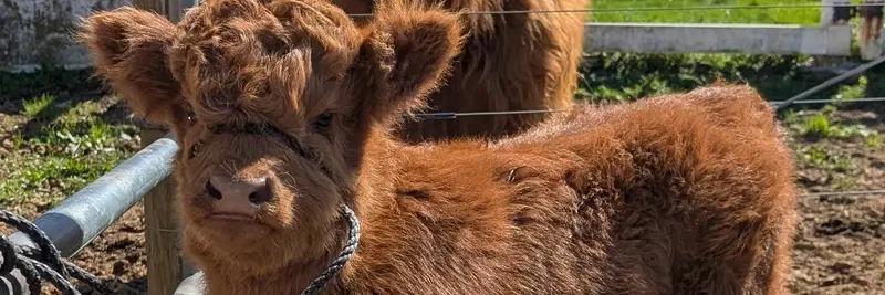 Leona profile cover image