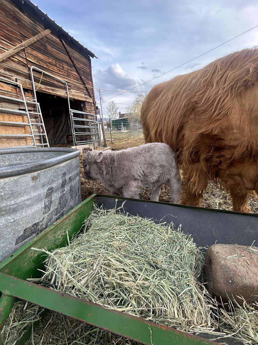 JT mini cow co, photo 3