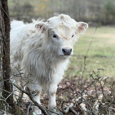 Casper profile picture