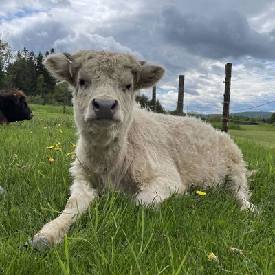 Wren profile picture