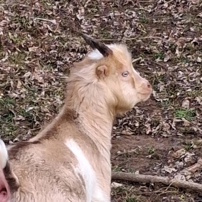 Buckles profile picture