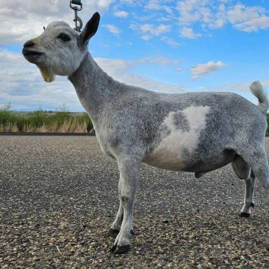 Groovy Goats Tu Typhoon