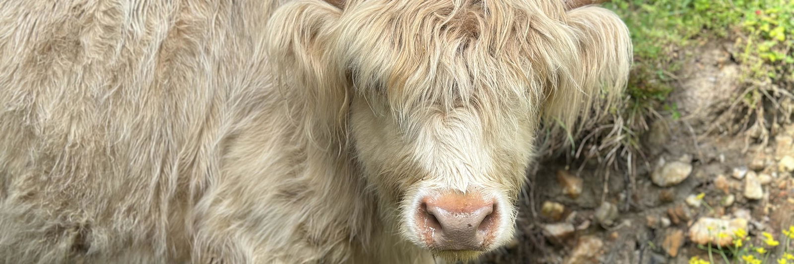 Fancy profile cover image