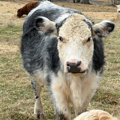 CoCo profile picture