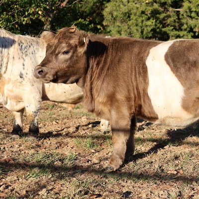 Rhubarb profile picture