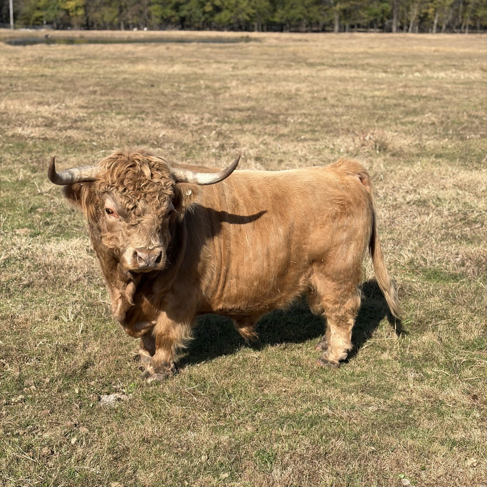 A Peculiar Farm Copper