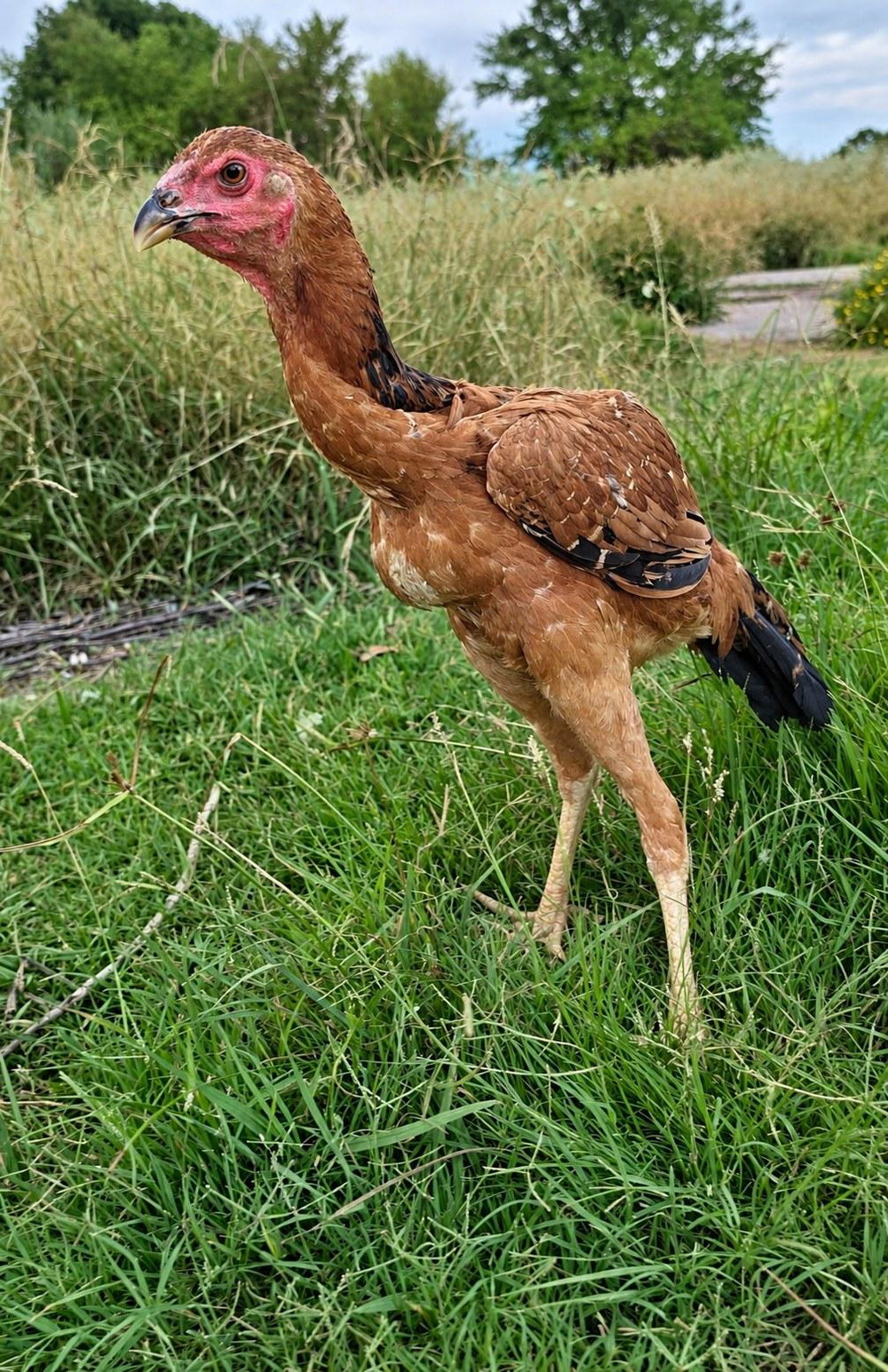 Red Pullet, photo 3