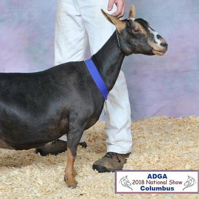 SGCH Old Mountain Farm Shy Elk 5*M EEEE92 profile picture