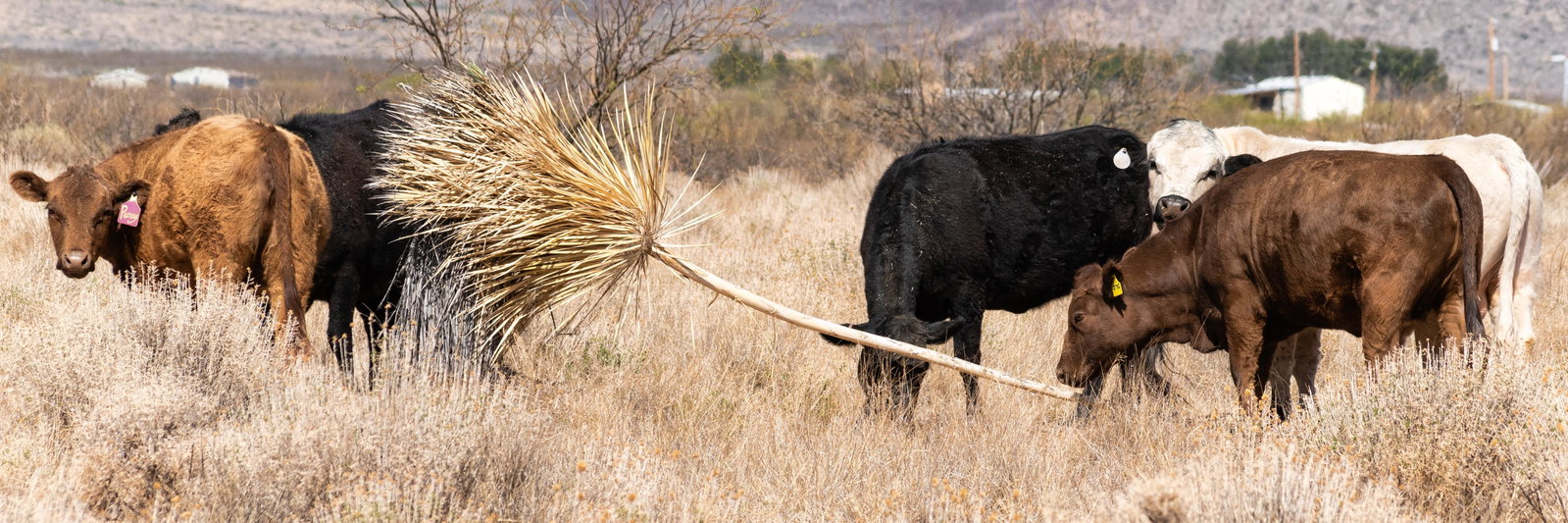 Yucca Ridge Ranch profile cover image