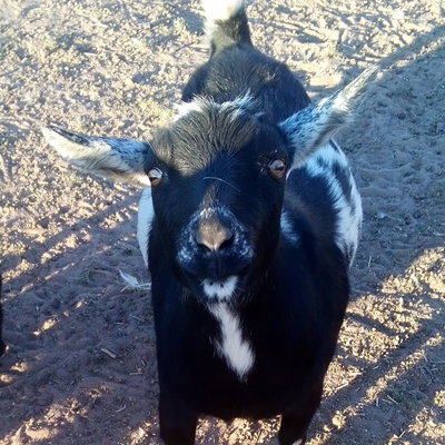 Wesco FN Thyra profile picture
