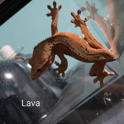 Lava profile picture