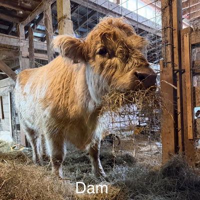 Luna profile picture