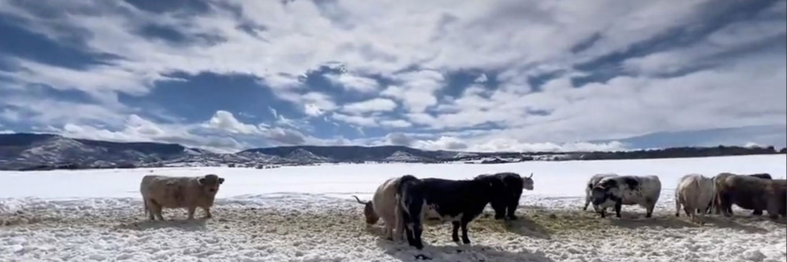 RCM Mighty Warrior profile cover image