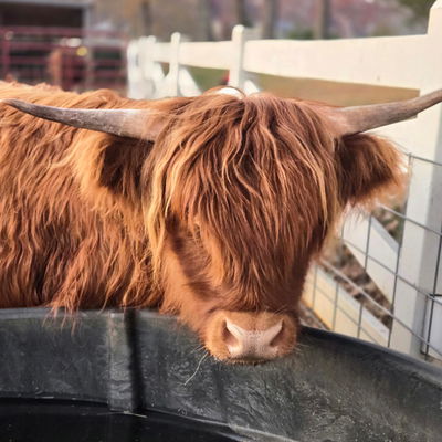 Crowing Cow Farm profile picture