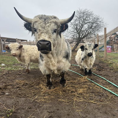 Mack Chamberlain profile picture