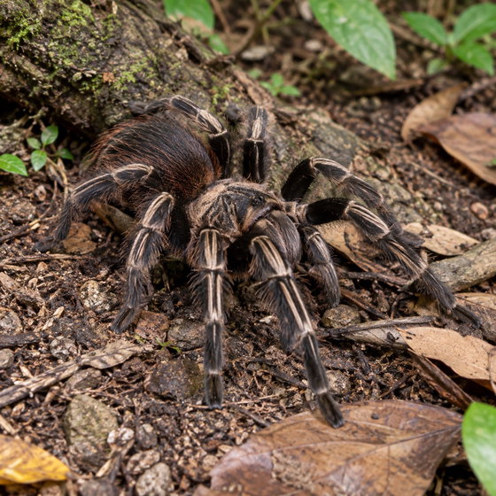 Costa Rican zebra tarantula