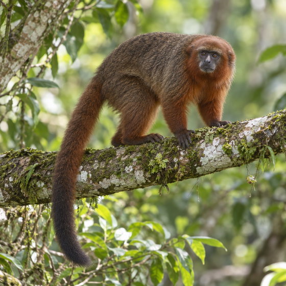 coppery titi monkey