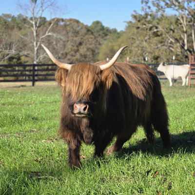 Crowing Cow Farm LLC profile picture