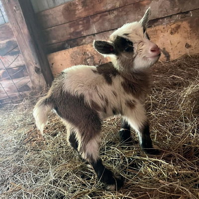 Taffy profile picture