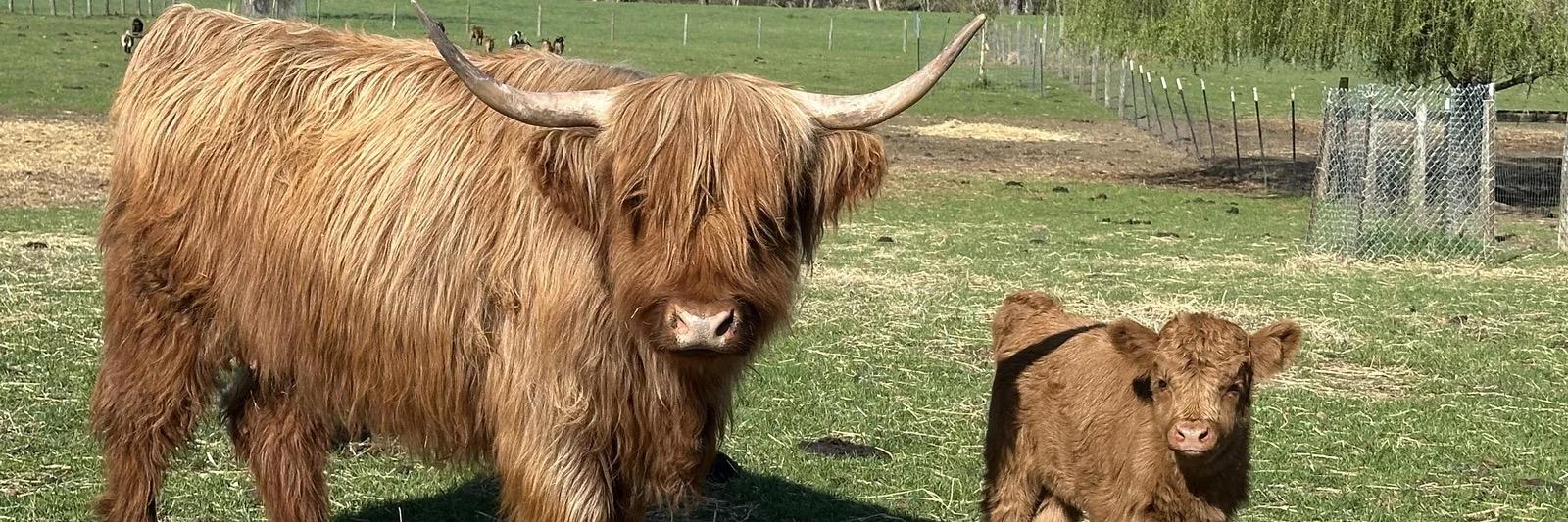 RBR Freya profile cover image